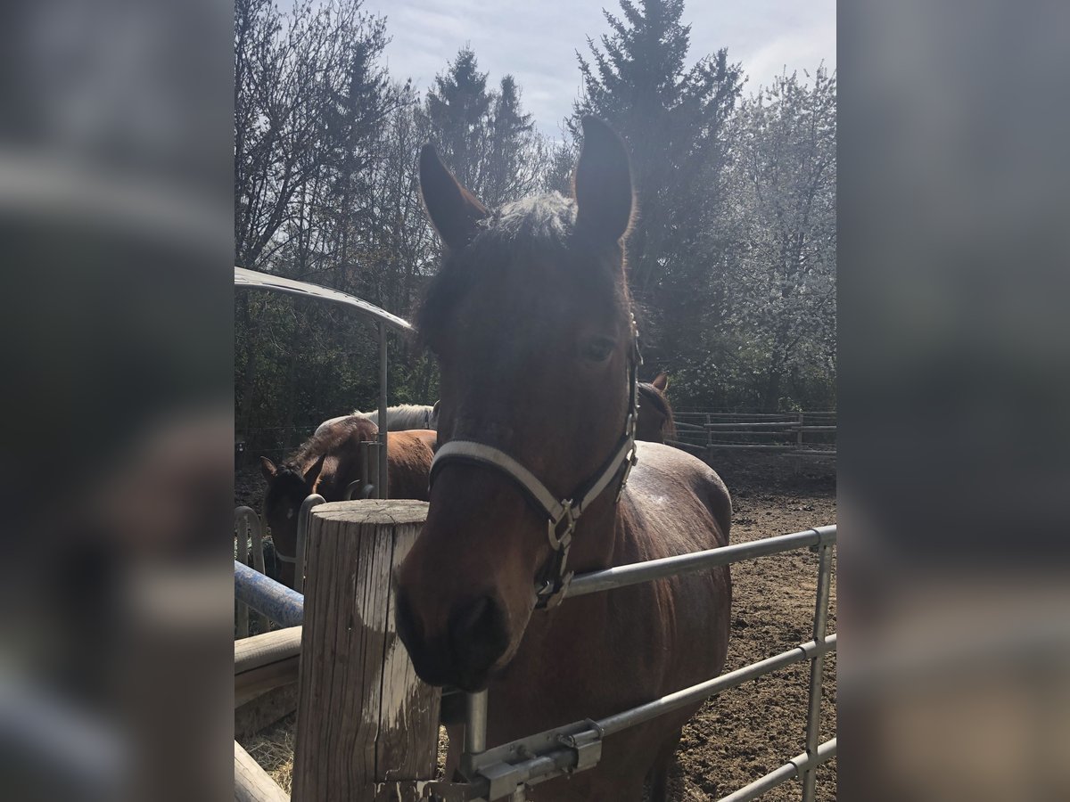 Altri cavalli a sangue caldo Mix Castrone 10 Anni 162 cm in Maissau