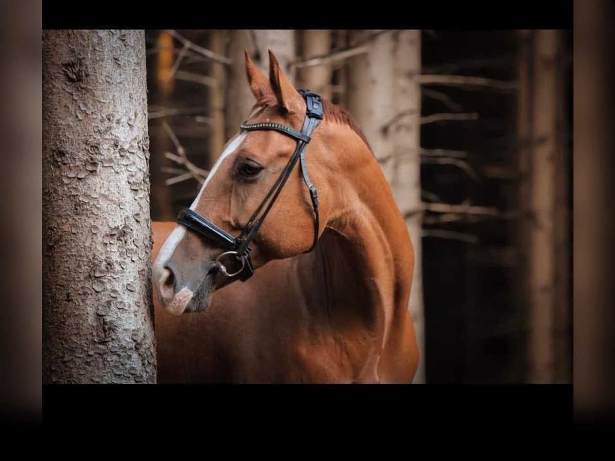 Altri cavalli a sangue caldo Castrone 11 Anni 168 cm Sauro in Pucking