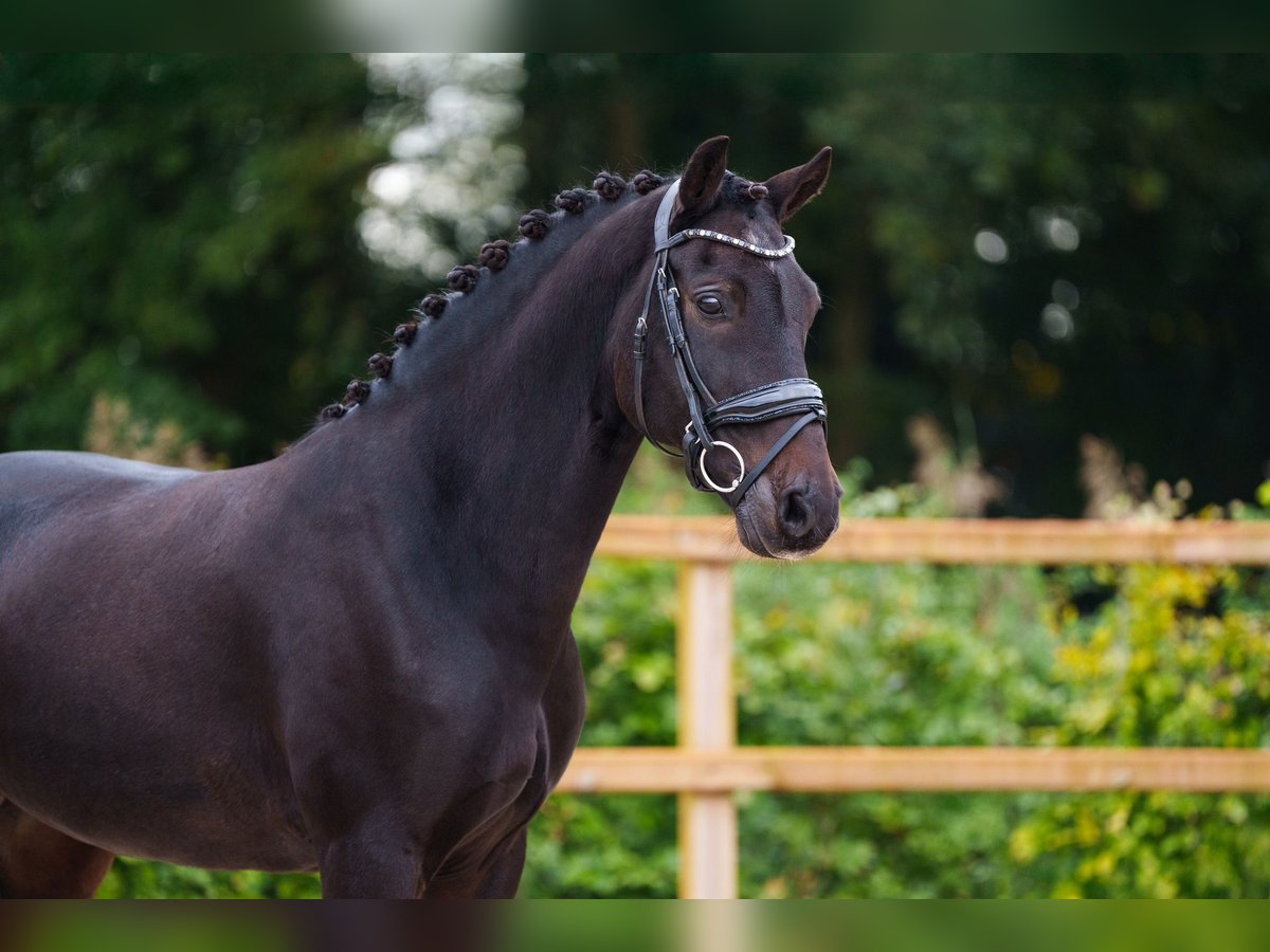 Altri cavalli a sangue caldo Castrone 12 Anni 145 cm Baio scuro in Blaricum