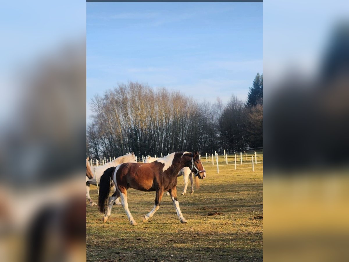 Altri cavalli a sangue caldo Mix Castrone 12 Anni 154 cm Pezzato in Neuenkirchen