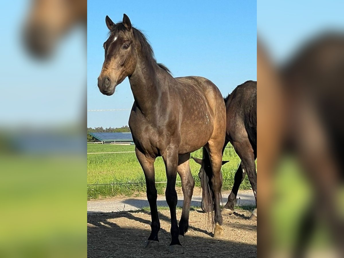 Altri cavalli a sangue caldo Castrone 12 Anni 165 cm Falbo in Markt Indersdorf