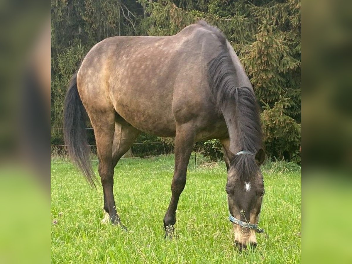 Altri cavalli a sangue caldo Castrone 12 Anni 165 cm Falbo in Markt Indersdorf