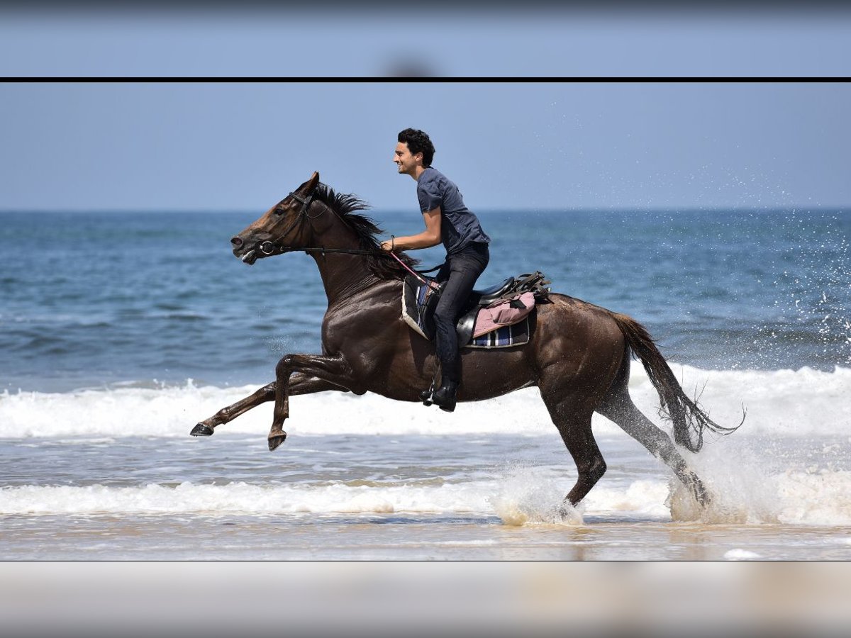 Altri cavalli a sangue caldo Castrone 13 Anni 167 cm Sauro scuro in Marmande