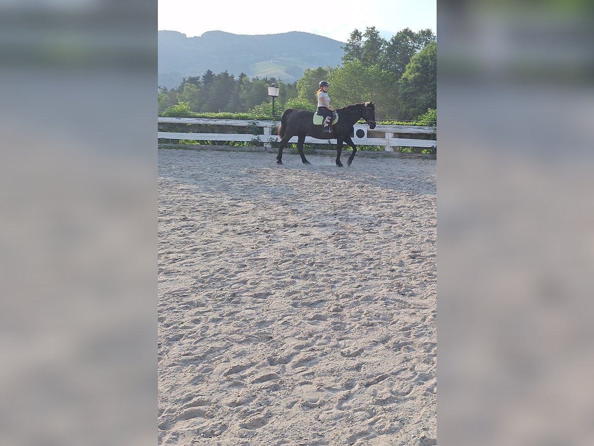 Altri cavalli a sangue caldo Castrone 15 Anni 162 cm Baio nero in Ligist