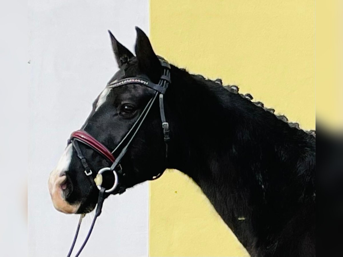 Altri cavalli a sangue caldo Castrone 15 Anni 166 cm Morello in Vohenstrauß