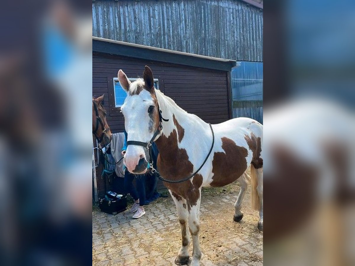 Altri cavalli a sangue caldo Castrone 16 Anni 155 cm Pezzato in Königsfeld im Schwarzwald