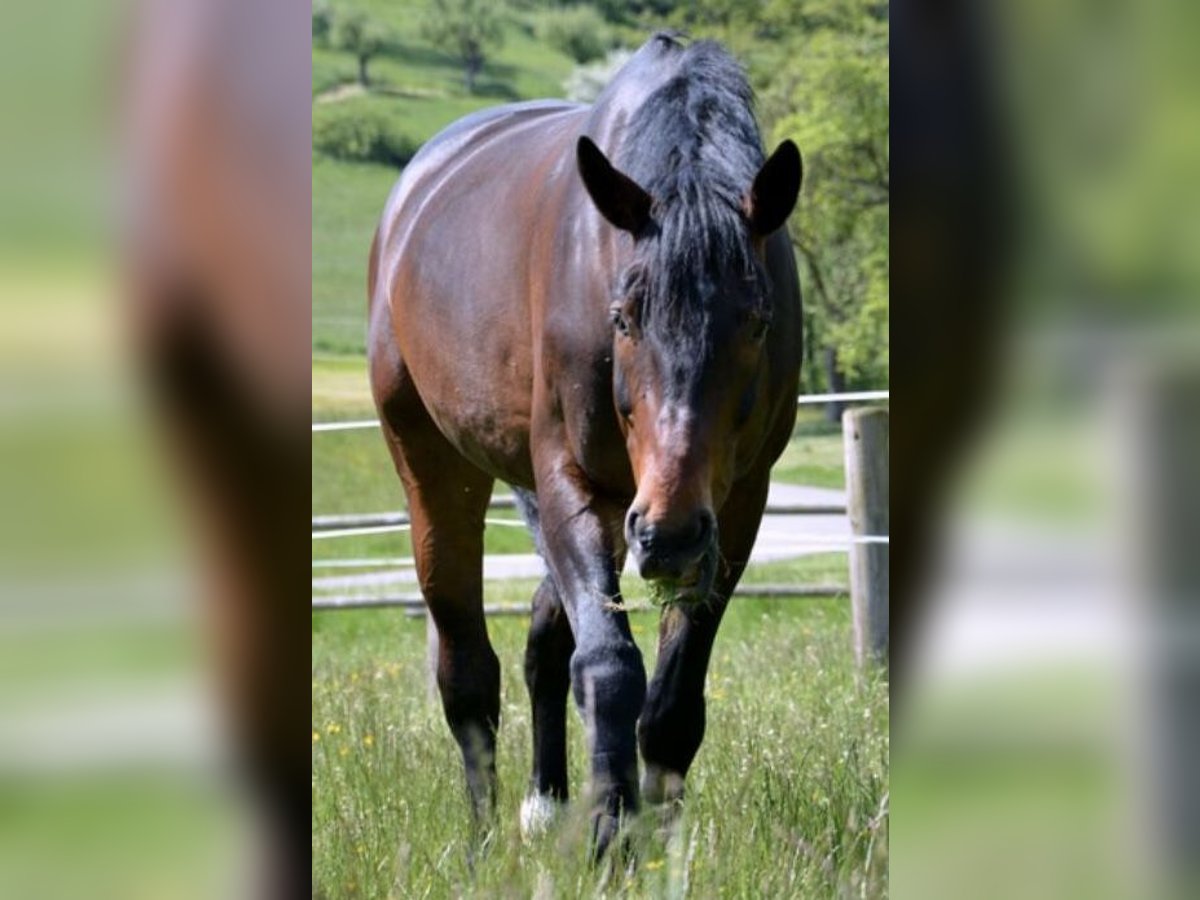 Altri cavalli a sangue caldo Castrone 17 Anni 172 cm Baio in Altdorf