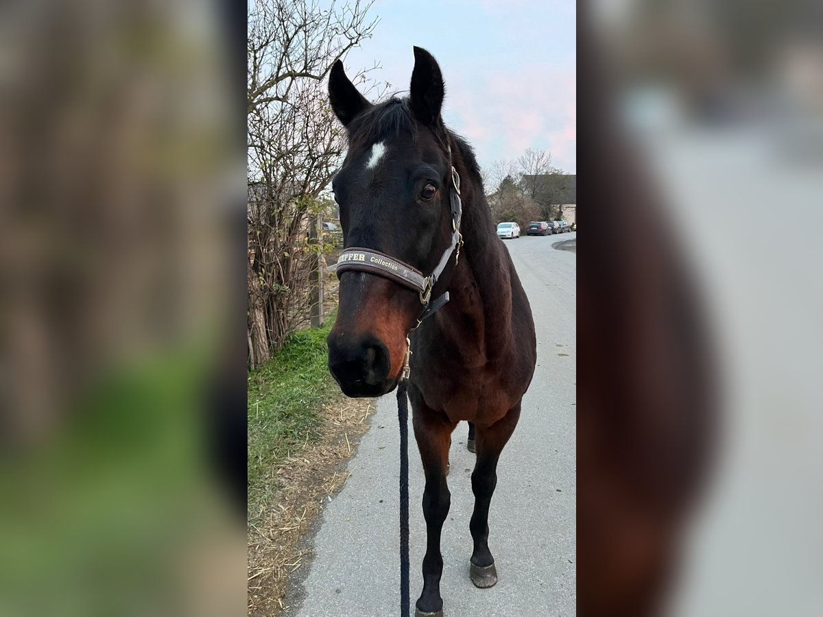 Altri cavalli a sangue caldo Castrone 19 Anni 155 cm Baio scuro in Götzendorf