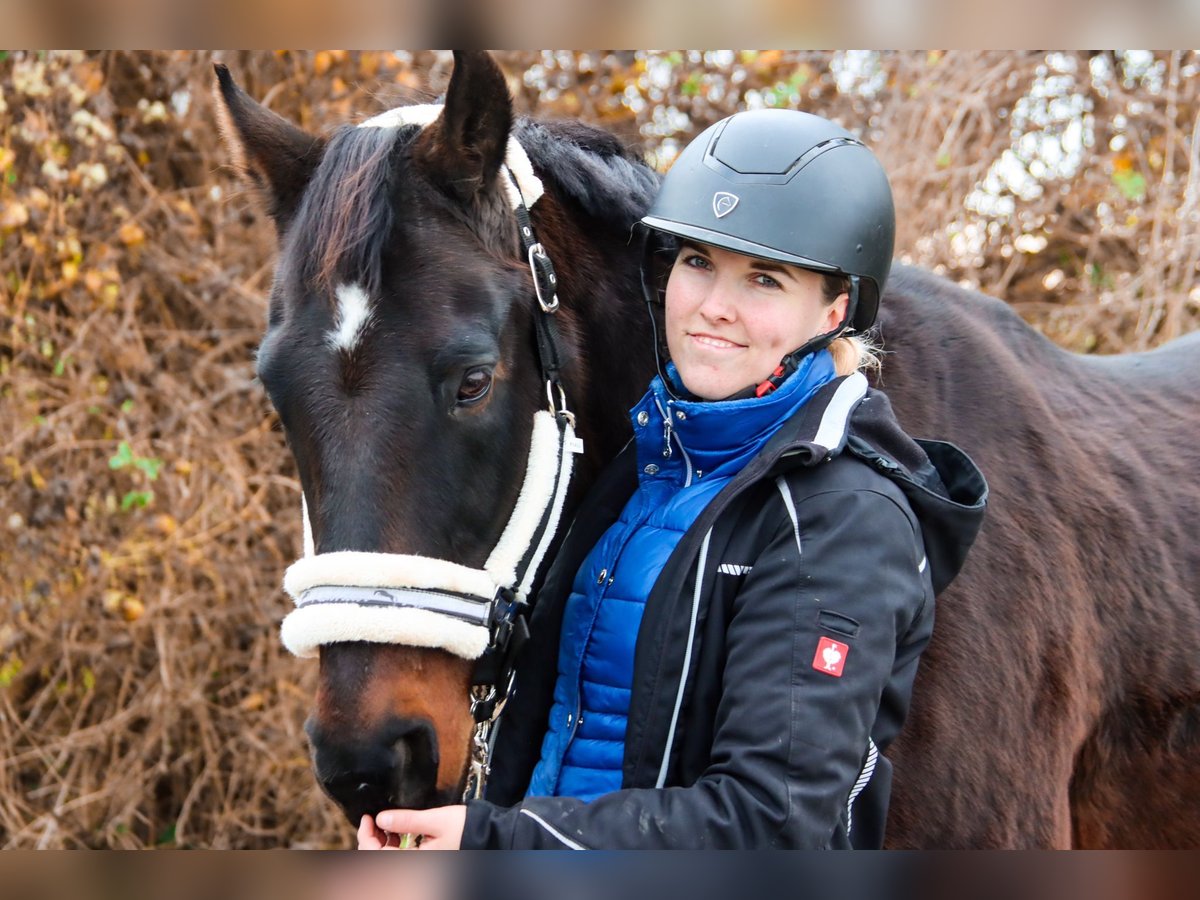 Altri cavalli a sangue caldo Castrone 19 Anni 155 cm Baio scuro in Götzendorf