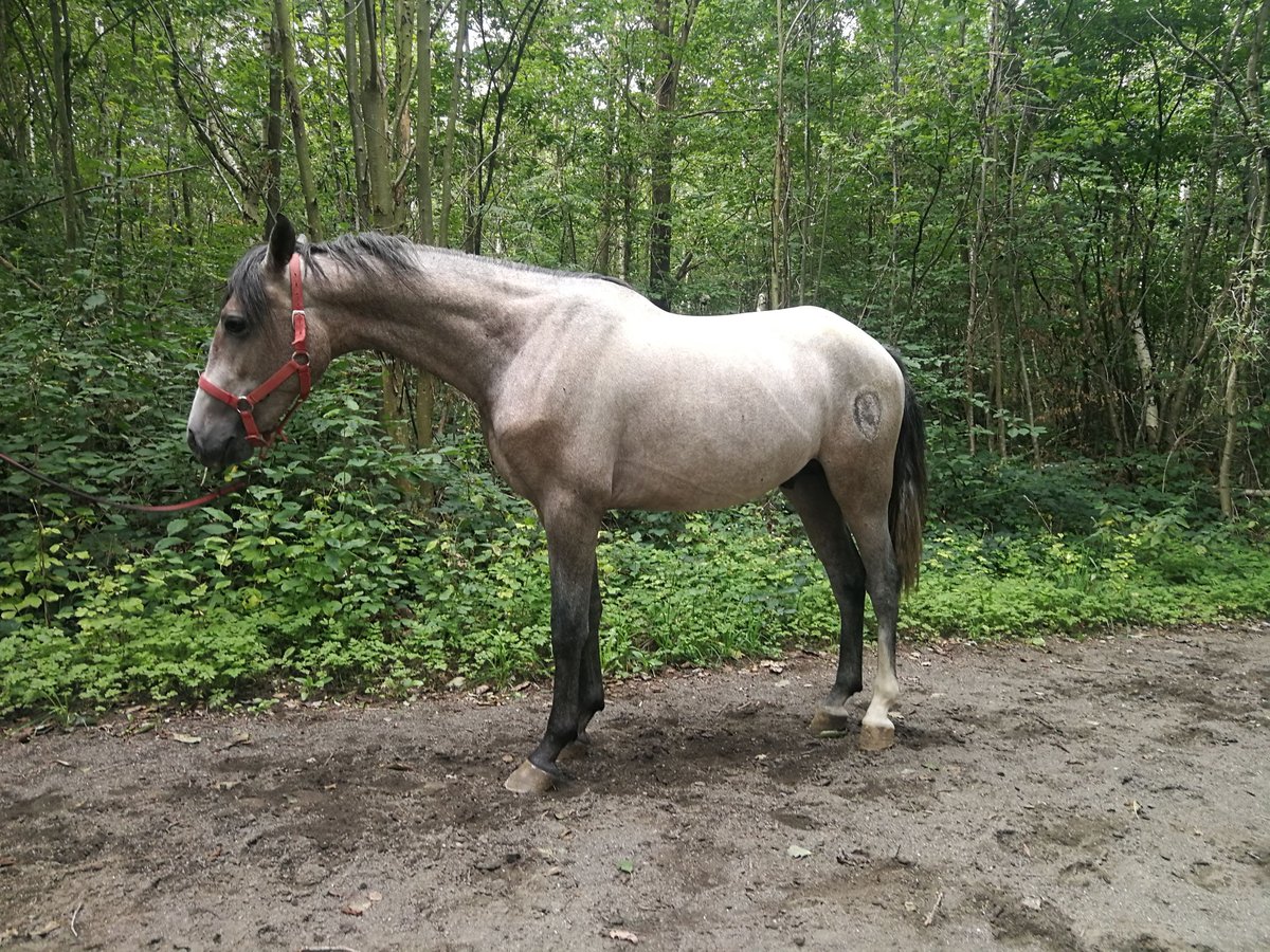 Altri cavalli a sangue caldo Castrone 3 Anni 153 cm Grigio in Euskirchen