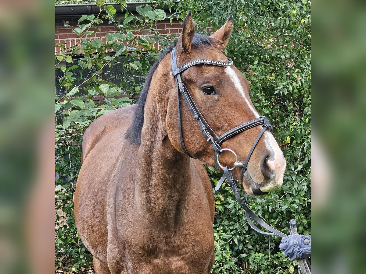 Altri cavalli a sangue caldo Castrone 3 Anni 160 cm Baio in Nettetal