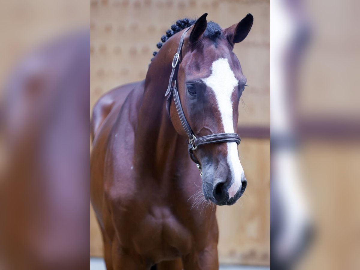 Altri cavalli a sangue caldo Castrone 3 Anni 171 cm Baio in Kinrooi