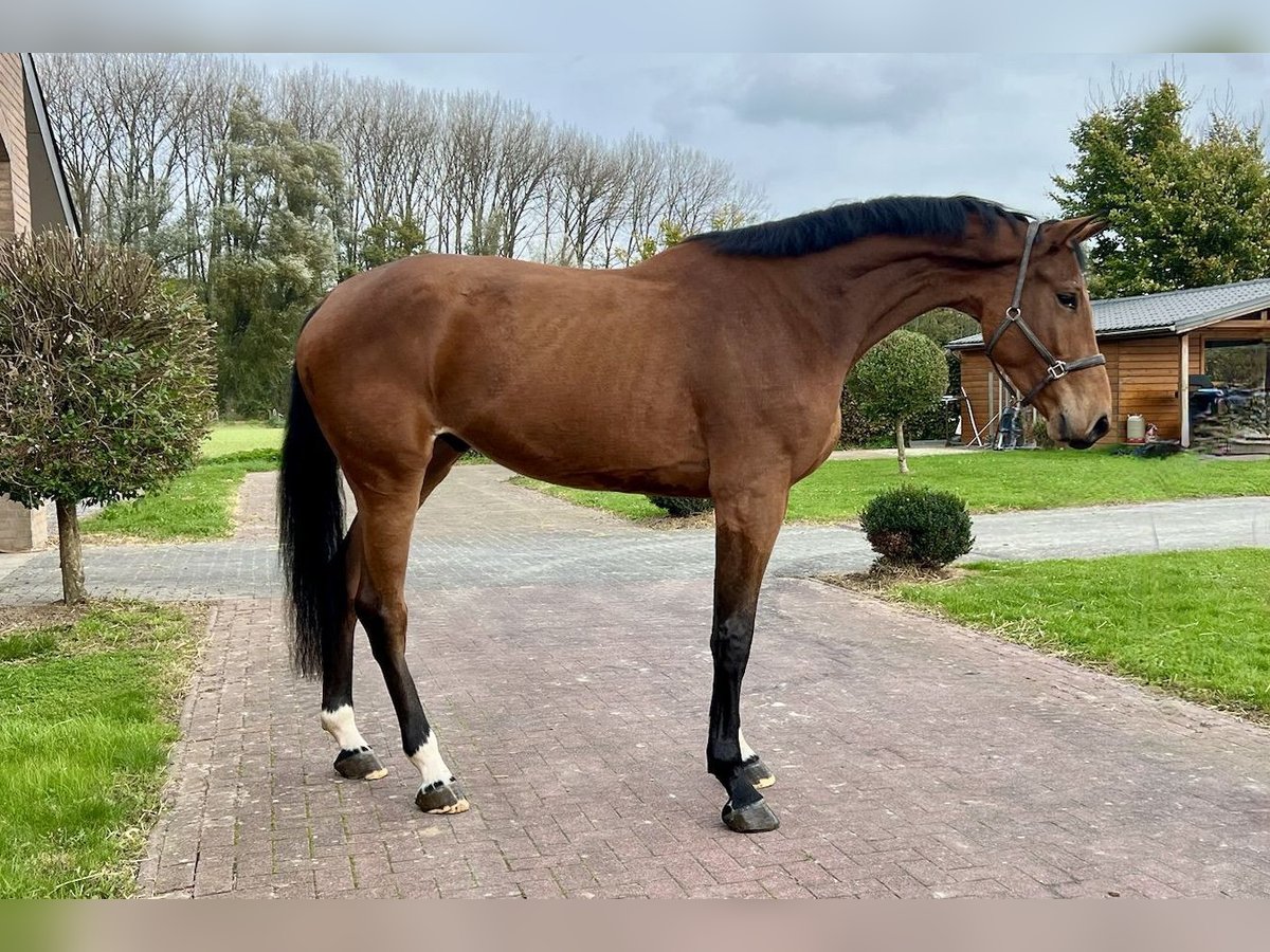 Altri cavalli a sangue caldo Castrone 3 Anni 175 cm Baio in Bladel