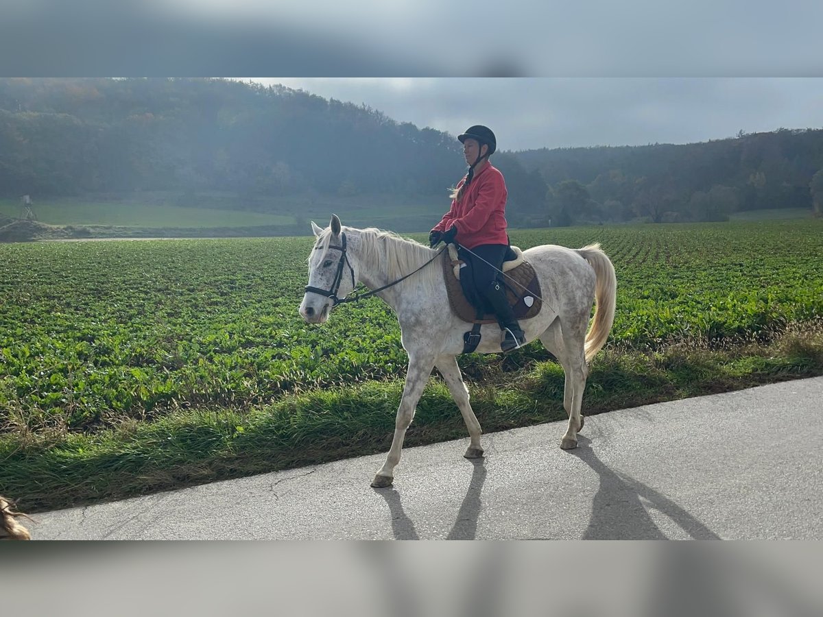 Altri cavalli a sangue caldo Mix Castrone 4 Anni 150 cm Grigio pezzato in Murstetten