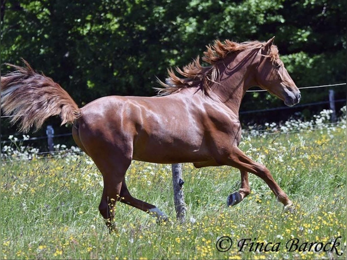 Altri cavalli a sangue caldo Castrone 4 Anni 157 cm Baio in Taunton