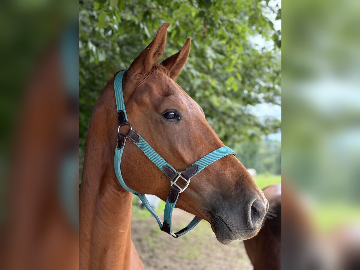 Altri cavalli a sangue caldo Castrone 4 Anni 164 cm Sauro in Eitorf