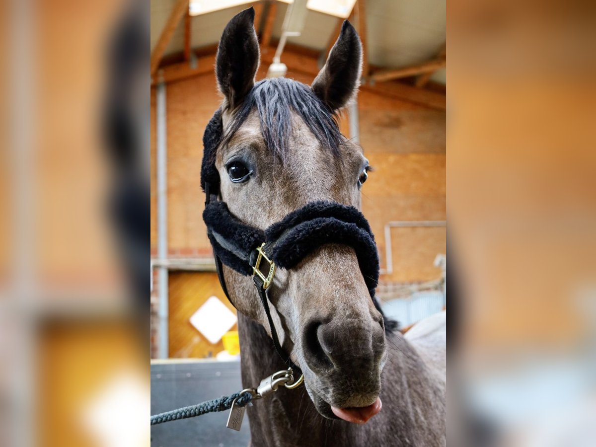 Altri cavalli a sangue caldo Castrone 4 Anni 170 cm Grigio in Lünen