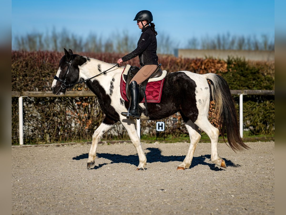 Altri cavalli a sangue caldo Castrone 5 Anni 155 cm Pezzato in Neustadt (Wied)