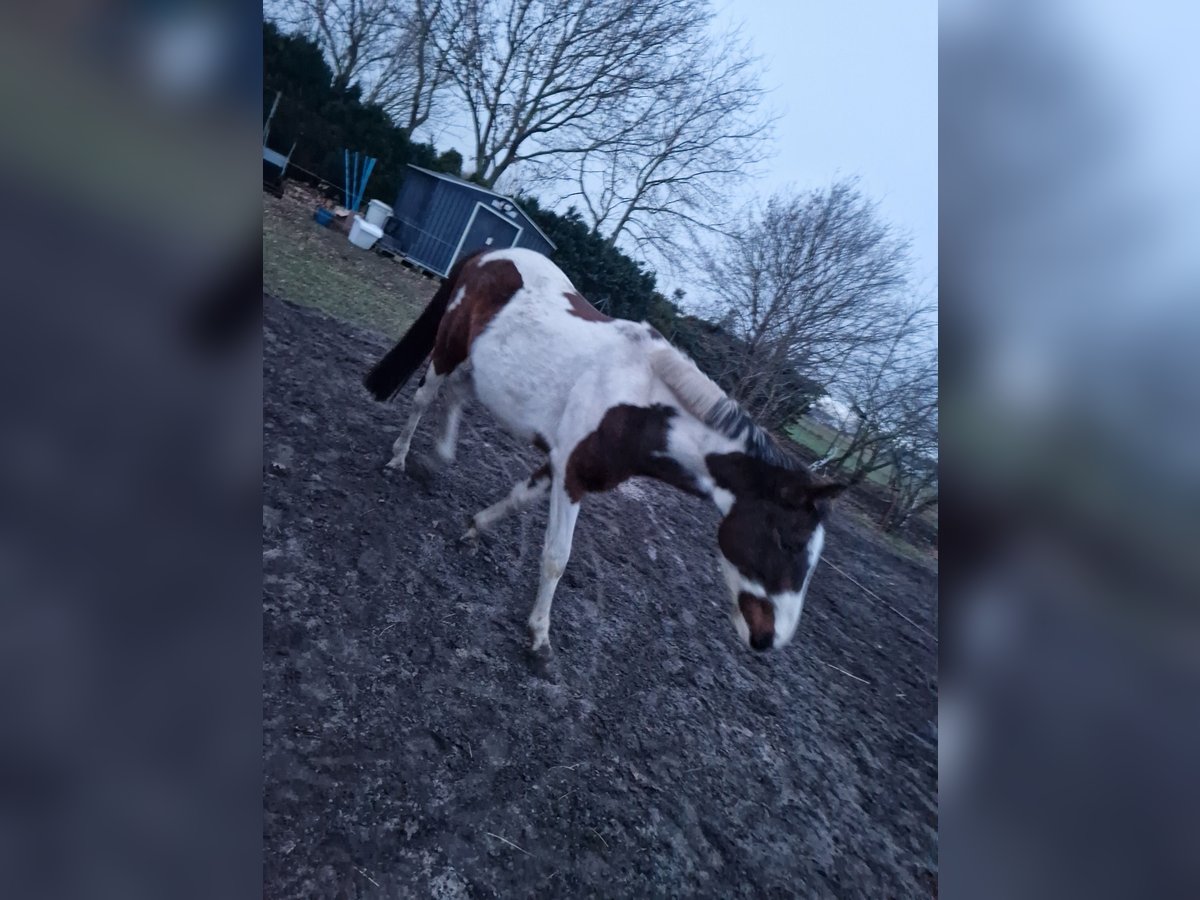 Altri cavalli a sangue caldo Castrone 5 Anni 160 cm in Peenemünde