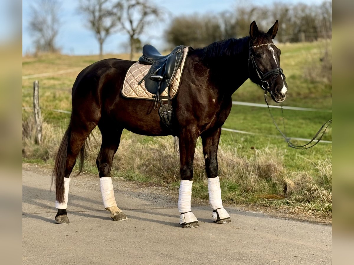 Altri cavalli a sangue caldo Castrone 5 Anni 165 cm Morello in Saarbrücken