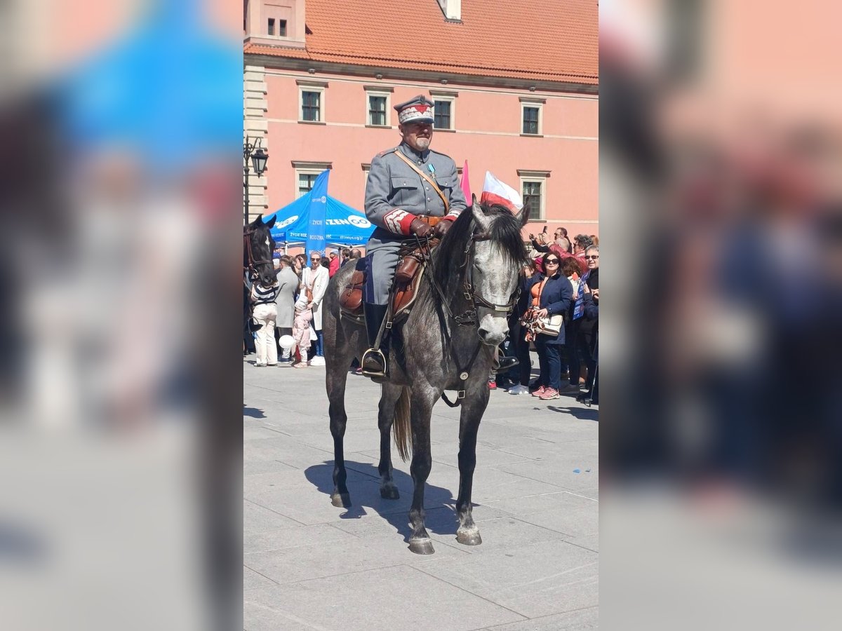 Altri cavalli a sangue caldo Mix Castrone 6 Anni 160 cm Grigio pezzato in Chrząstawa Wielka