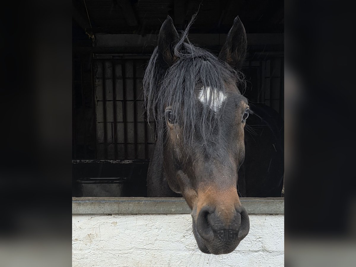Altri cavalli a sangue caldo Castrone 6 Anni 161 cm Baio scuro in Braunschweig