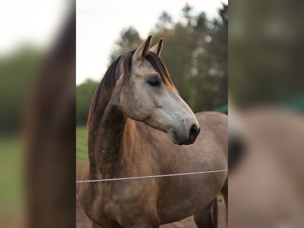 Altri cavalli a sangue caldo Castrone 6 Anni 162 cm Falbo in Bausendorf