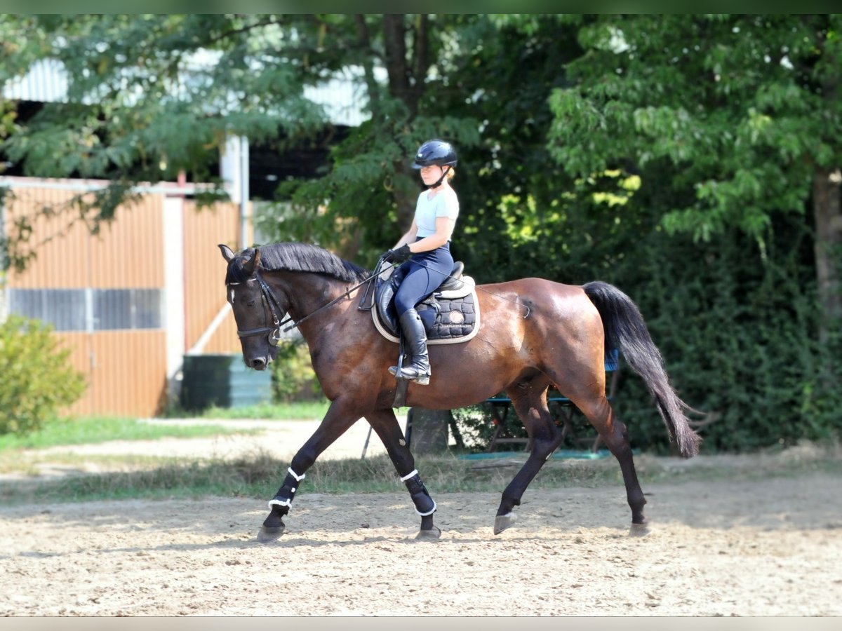 Altri cavalli a sangue caldo Castrone 6 Anni 166 cm Baio scuro in Schattendorf