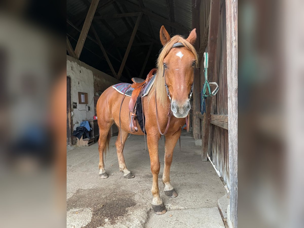 Altri cavalli a sangue caldo Castrone 8 Anni 155 cm Sauro in Laab im Walde