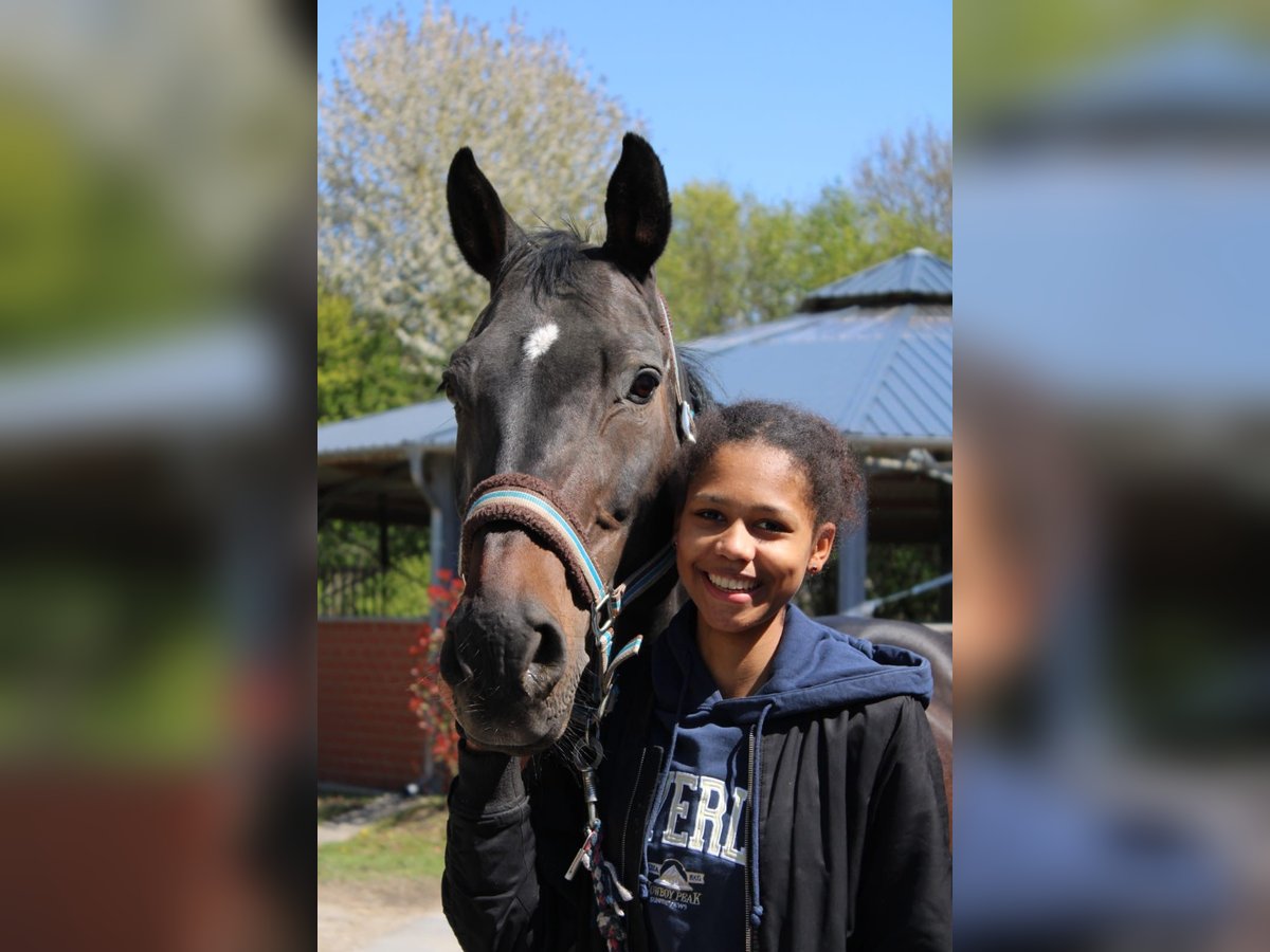 Altri cavalli a sangue caldo Castrone 8 Anni 168 cm in Bochum