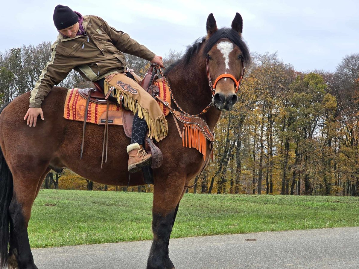 Altri cavalli a sangue caldo Castrone 9 Anni 162 cm Baio in Linkenbach