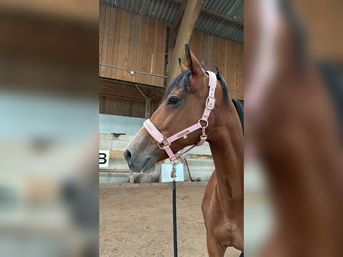 Altri cavalli a sangue caldo Giumenta 11 Anni 168 cm Baio in Sipbachzell