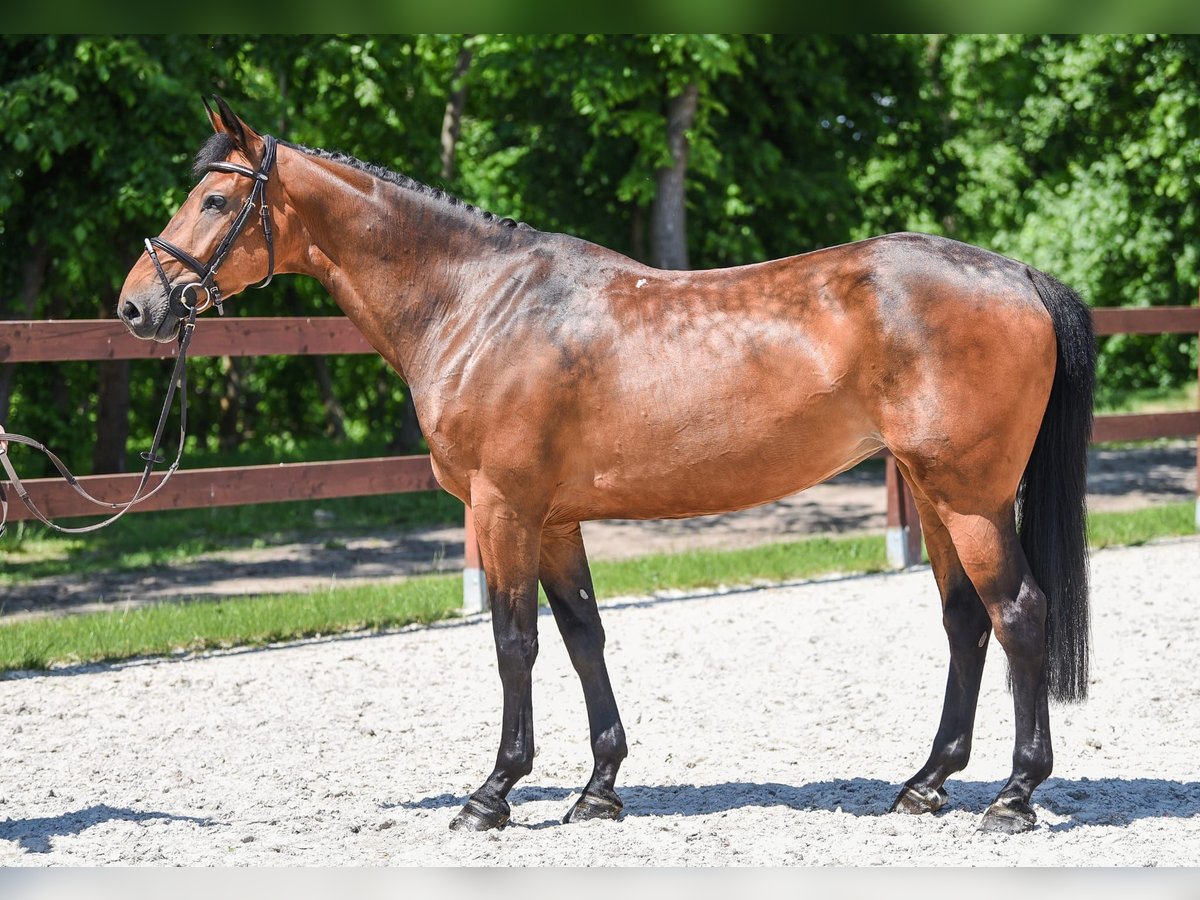 Altri cavalli a sangue caldo Giumenta 12 Anni 163 cm Baio scuro in Kórnik