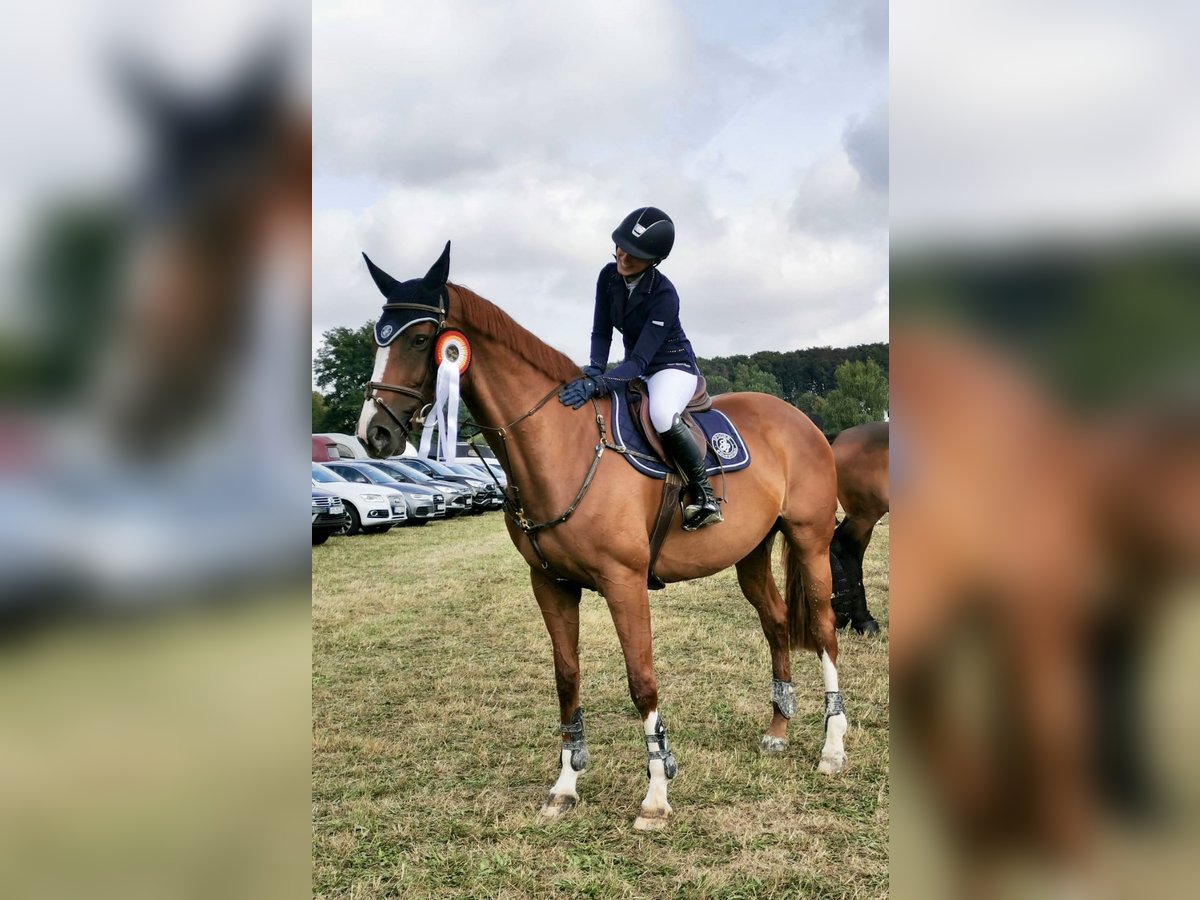 Altri cavalli a sangue caldo Giumenta 13 Anni 170 cm Sauro in Speyer