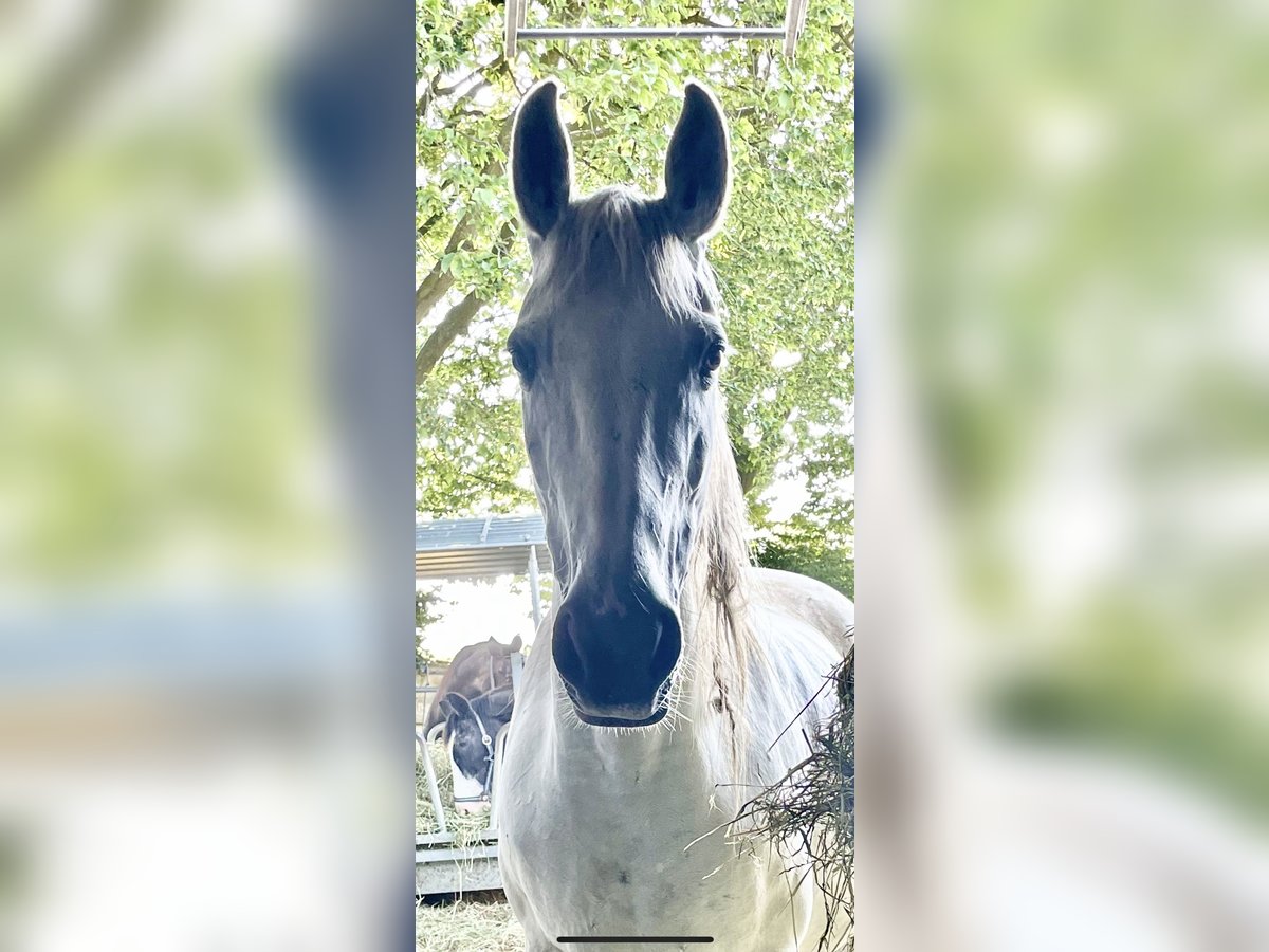 Altri cavalli a sangue caldo Giumenta 14 Anni 164 cm Grigio in Auw bei Pr&#xFC;m