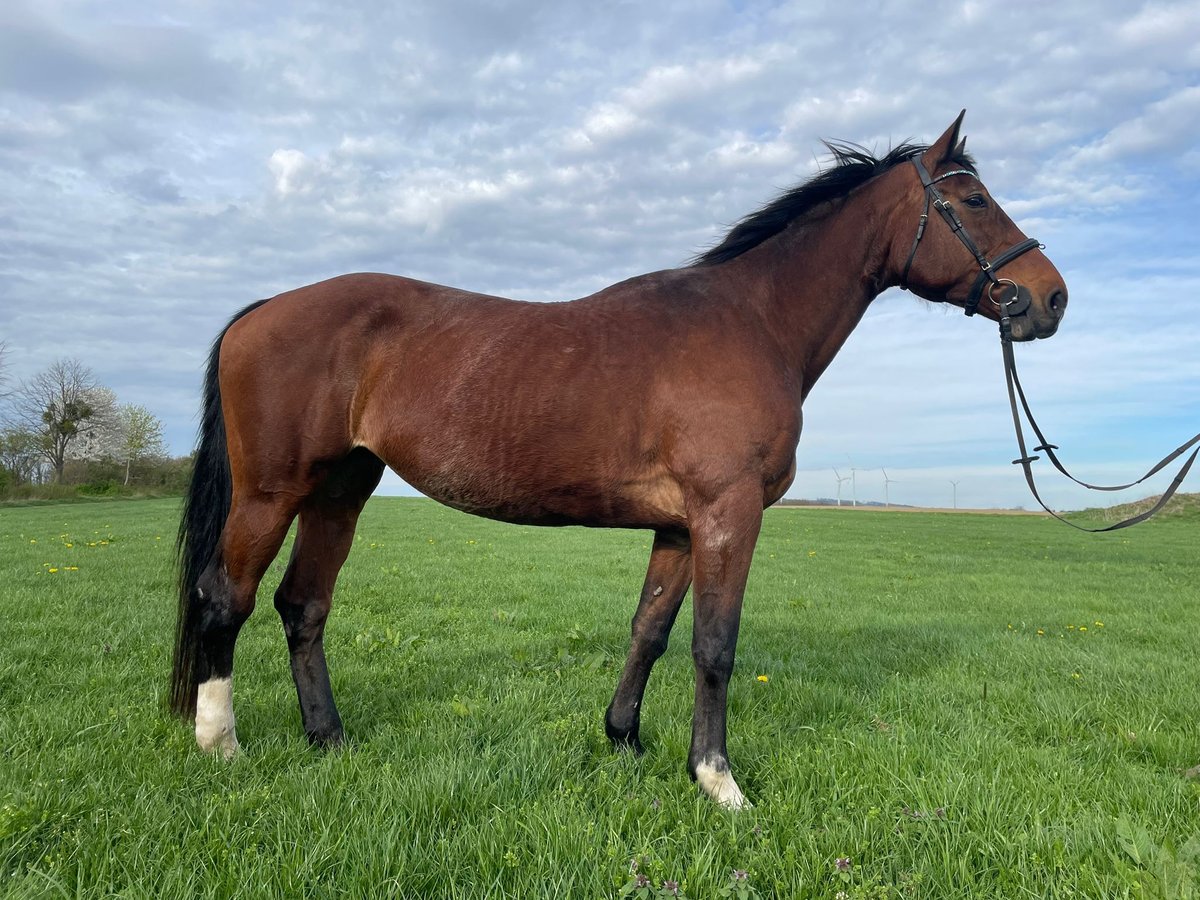 Altri cavalli a sangue caldo Giumenta 19 Anni 171 cm Baio in Vierkirchen