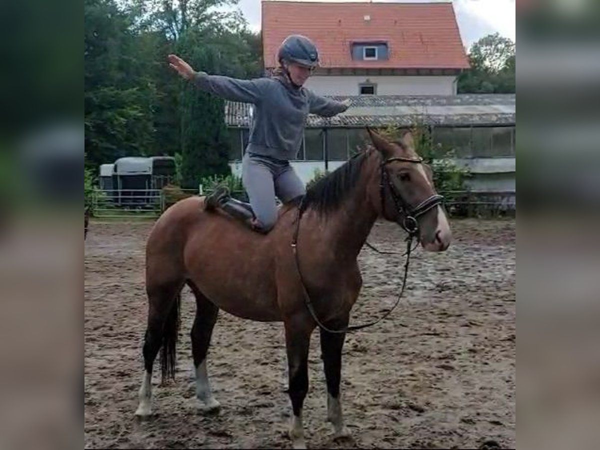 Altri cavalli a sangue caldo Giumenta 3 Anni 155 cm Baio in Braunschweig