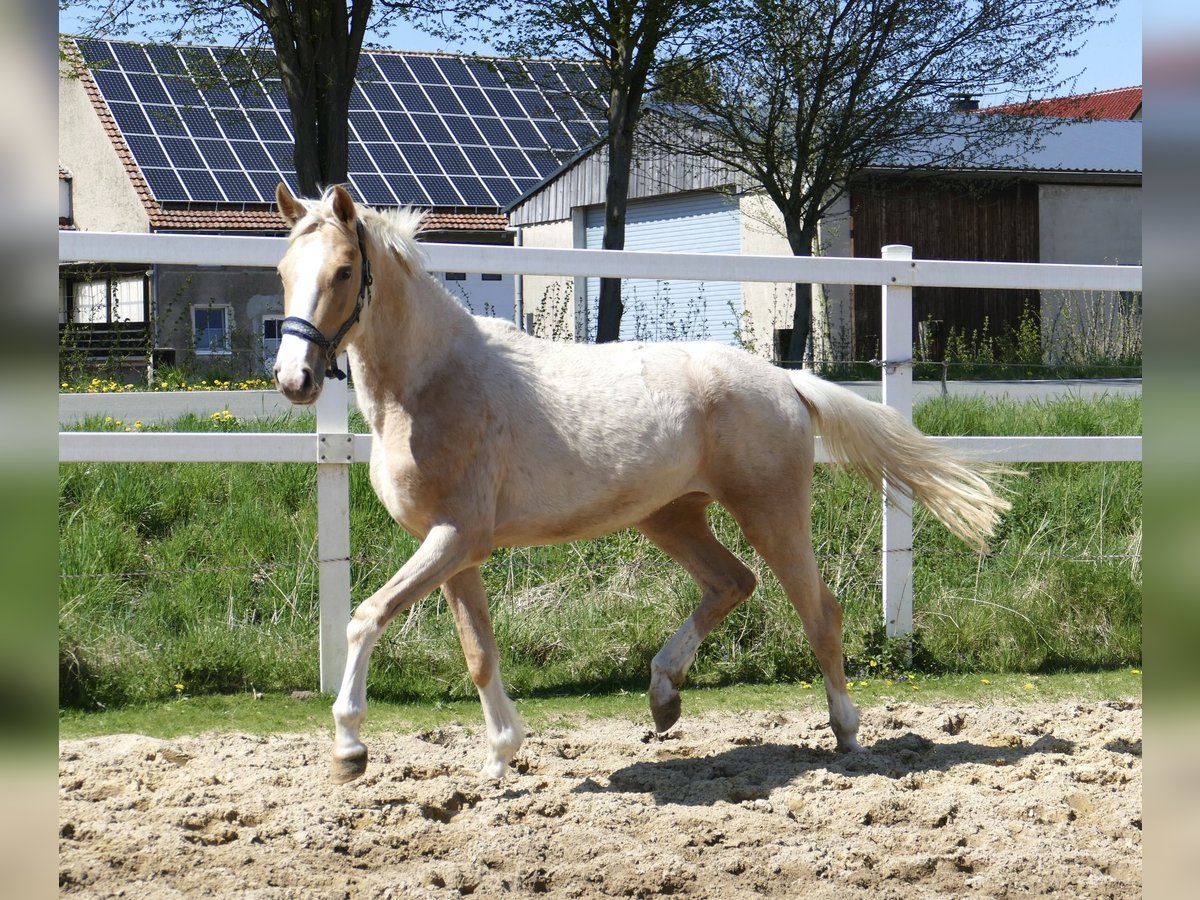 Altri cavalli a sangue caldo Giumenta 3 Anni 162 cm Palomino in Borgentreich