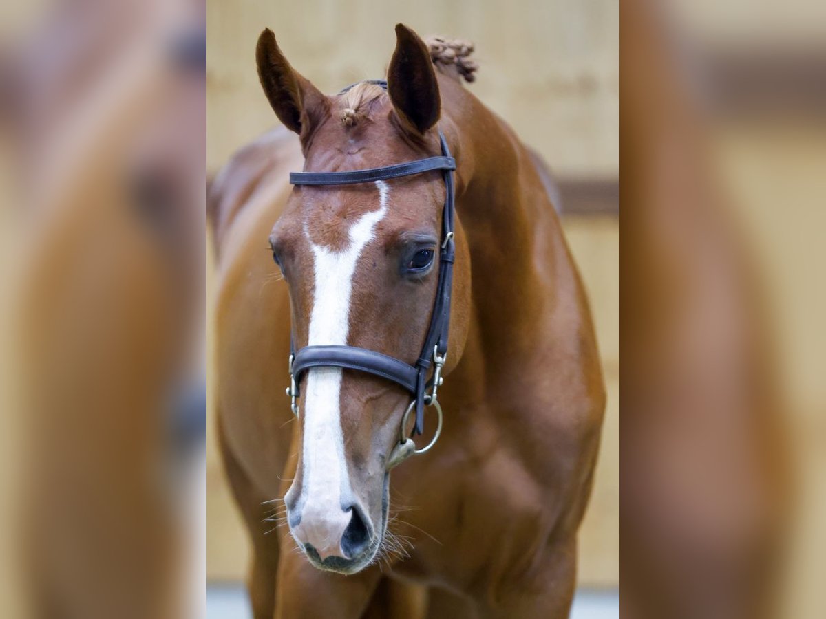 Altri cavalli a sangue caldo Giumenta 3 Anni 162 cm Sauro in Kinrooi