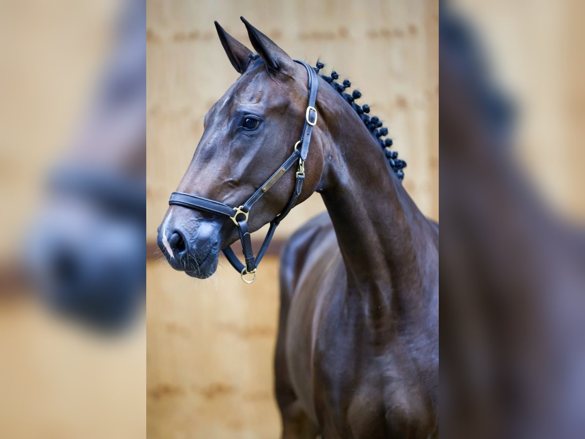 Altri cavalli a sangue caldo Giumenta 3 Anni 164 cm Baio in Kinrooi