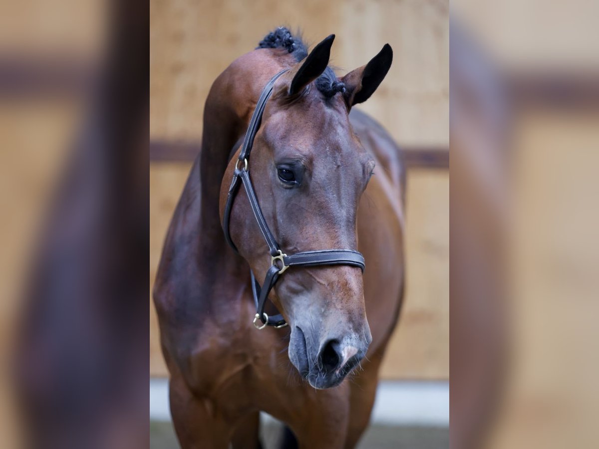 Altri cavalli a sangue caldo Giumenta 3 Anni 165 cm Baio in Kinrooi