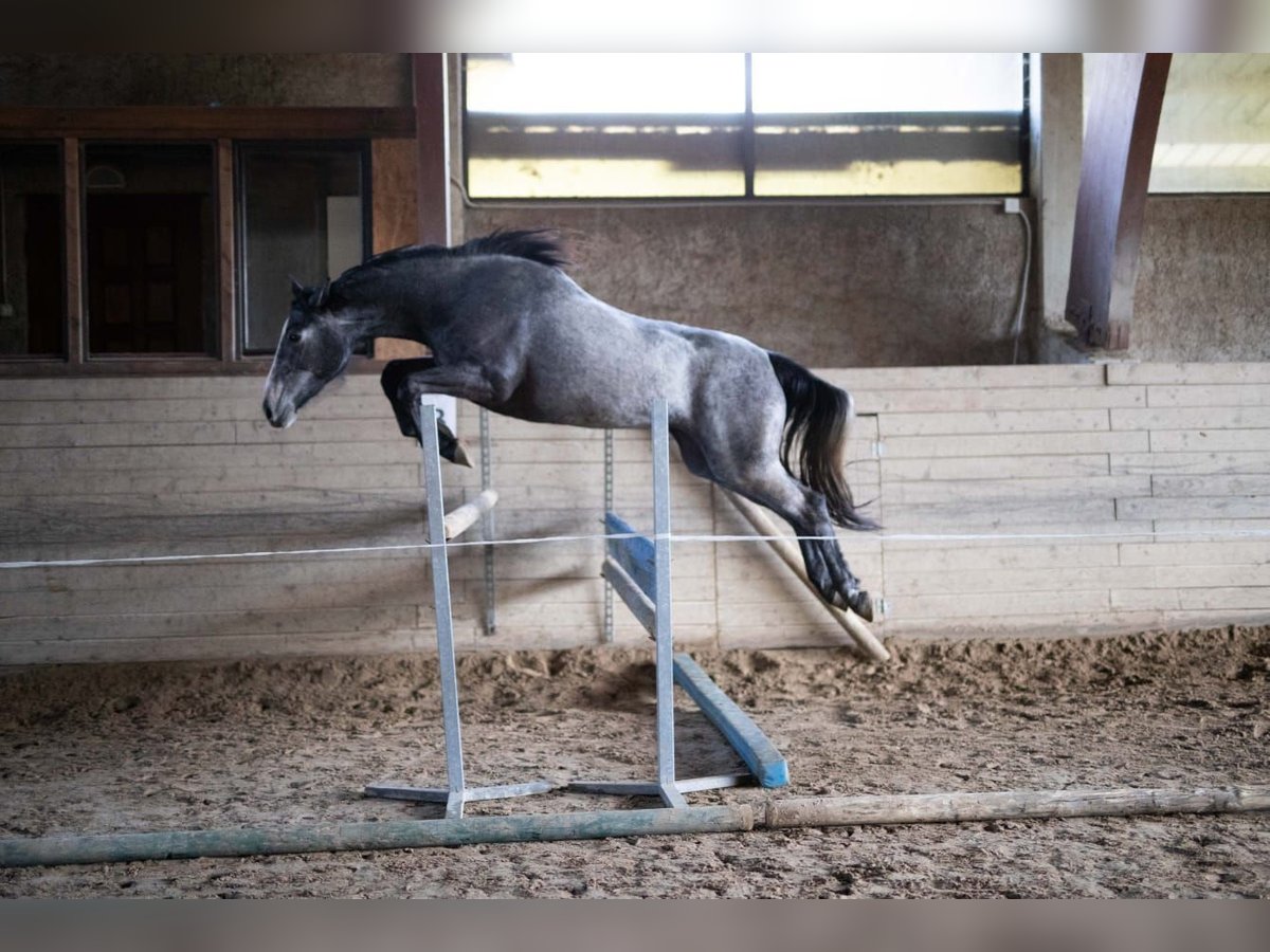 Altri cavalli a sangue caldo Giumenta 4 Anni 163 cm Grigio in Radovljica