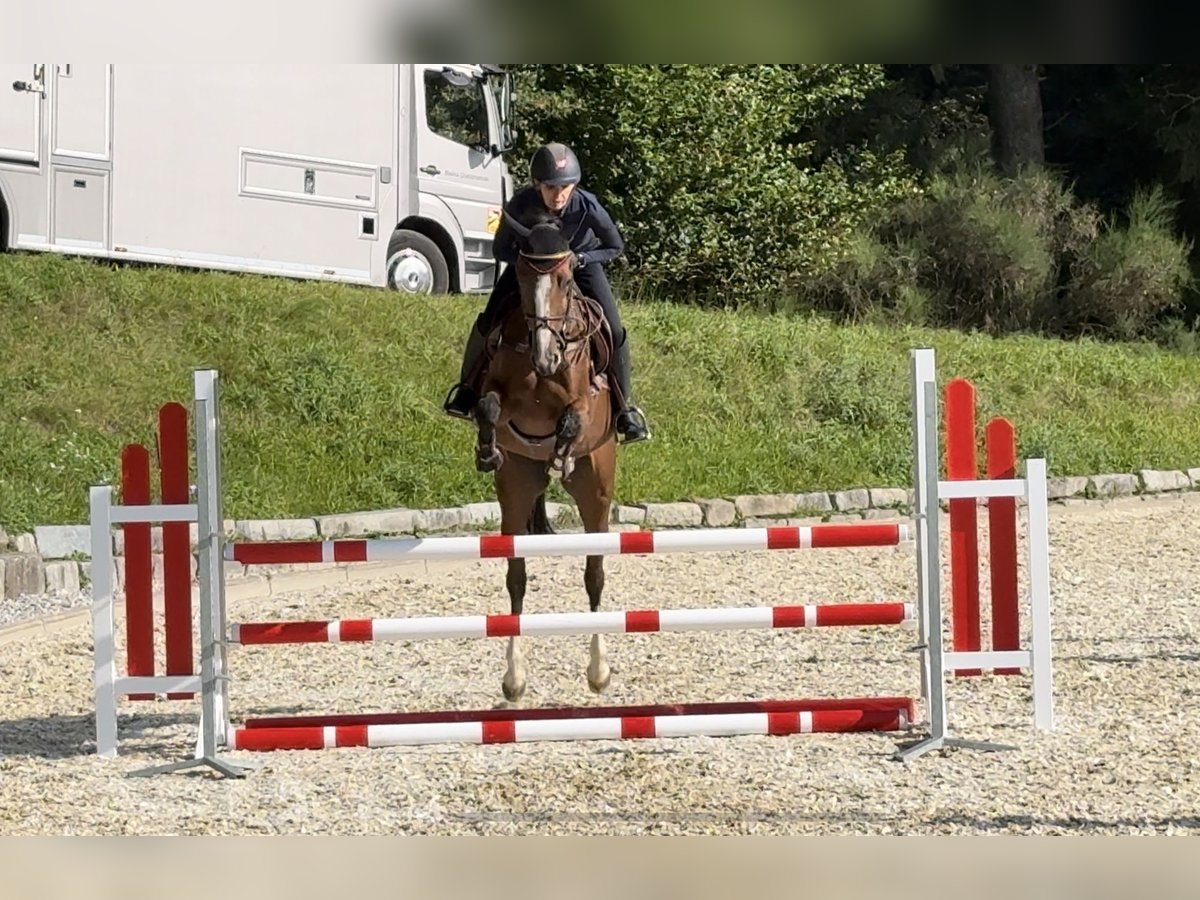 Altri cavalli a sangue caldo Giumenta 4 Anni 164 cm Baio in Erharting