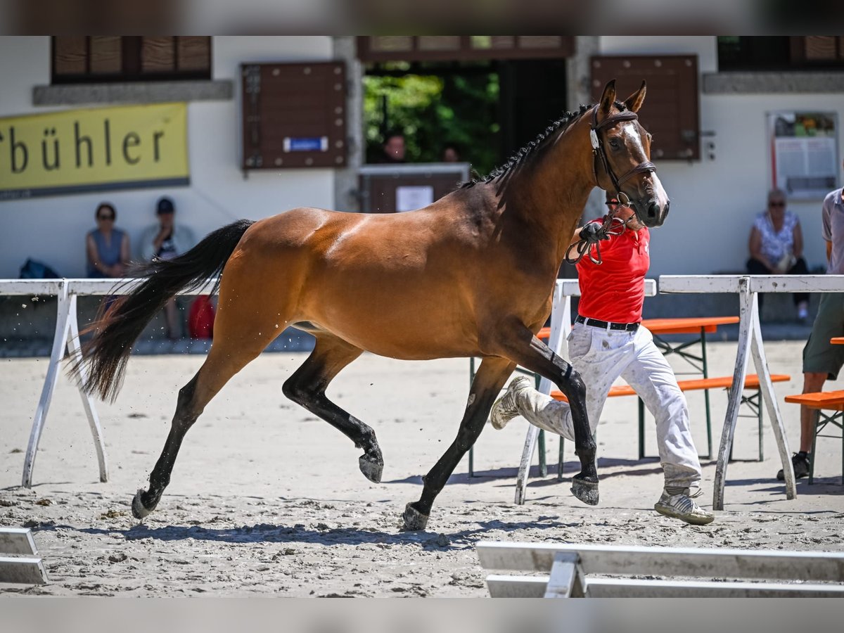 Altri cavalli a sangue caldo Giumenta 4 Anni 166 cm Baio in Schwarzenburg