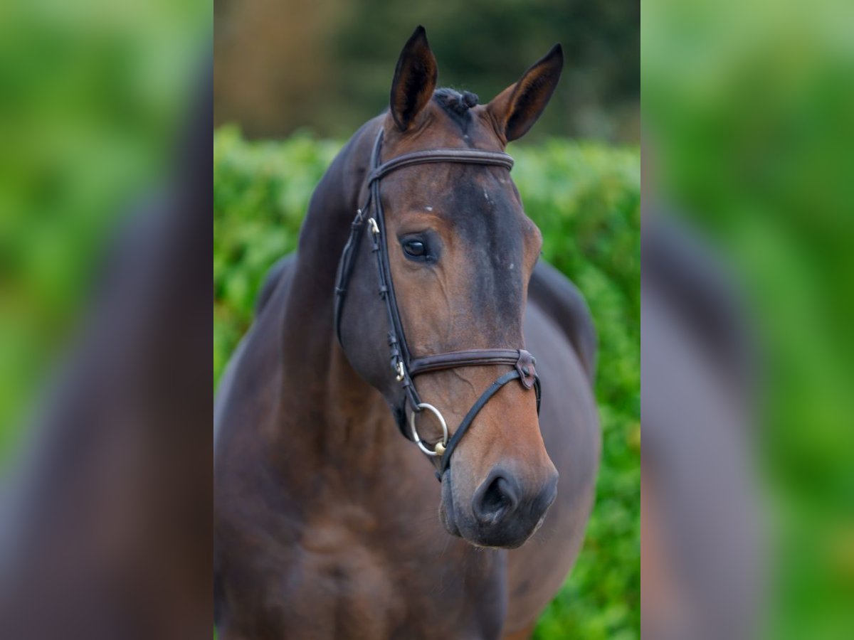 Altri cavalli a sangue caldo Giumenta 4 Anni 169 cm Baio in Kinrooi