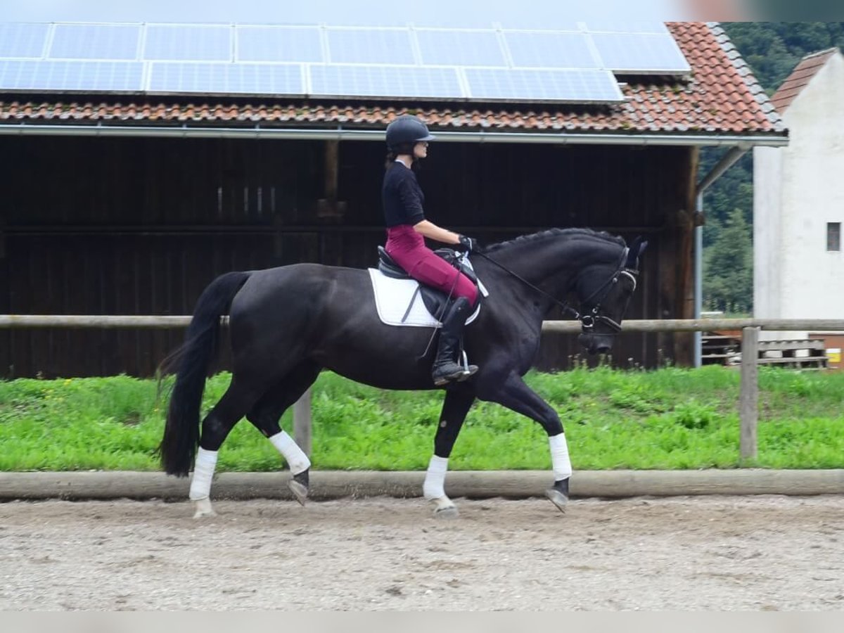Altri cavalli a sangue caldo Giumenta 4 Anni 174 cm Morello in Wellheim