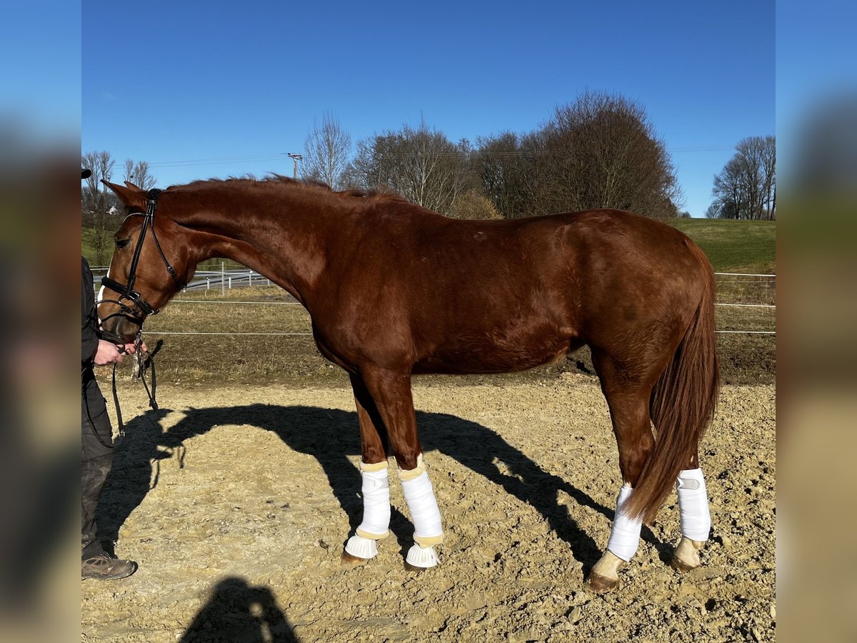 Altri cavalli a sangue caldo Giumenta 4 Anni 177 cm Sauro in WipperfürthWipperfürth