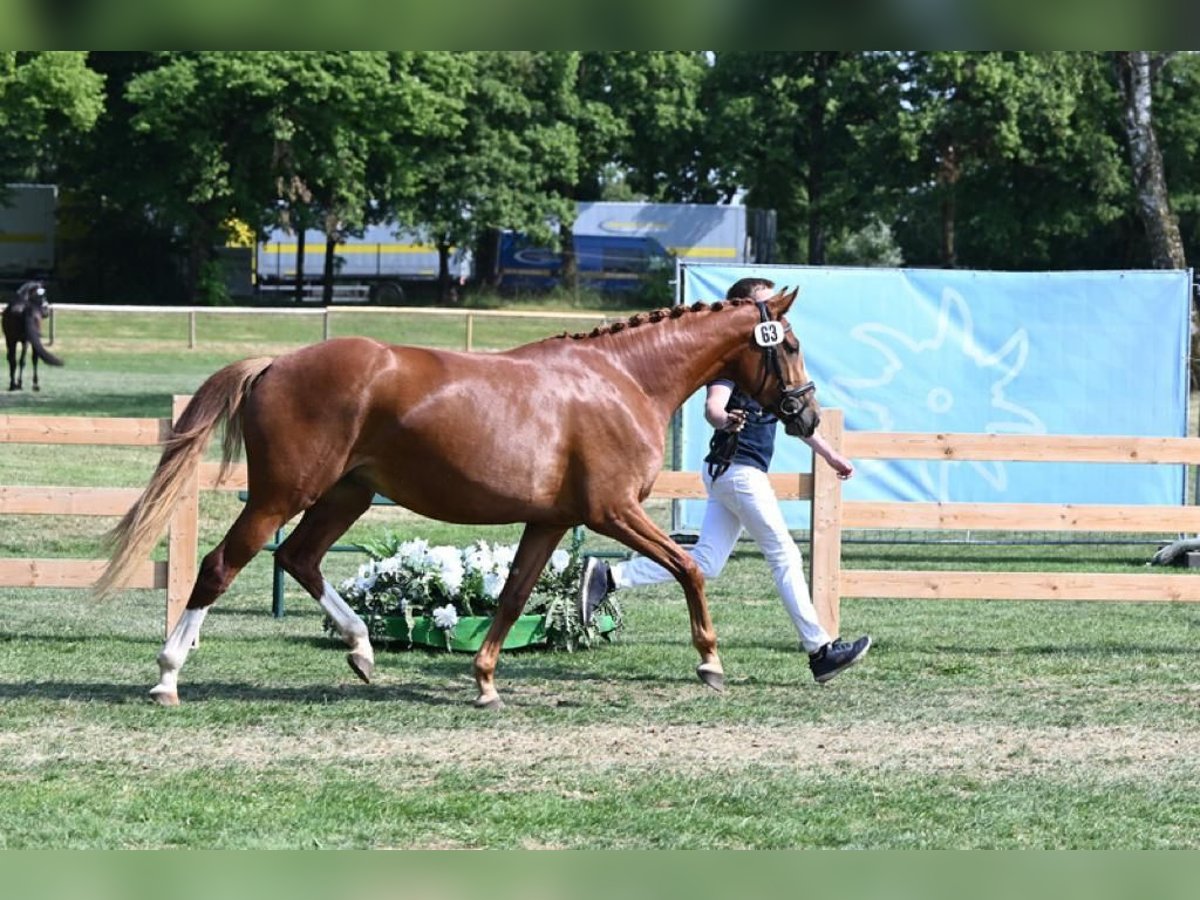 Altri cavalli a sangue caldo Giumenta 5 Anni 164 cm Sauro in Haarbach