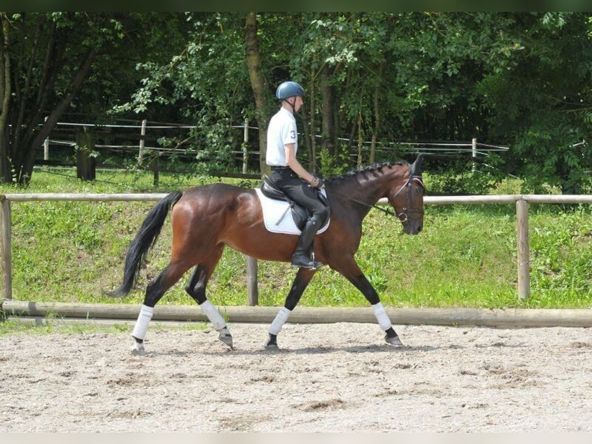 Altri cavalli a sangue caldo Giumenta 5 Anni 167 cm Baio in Wellheim