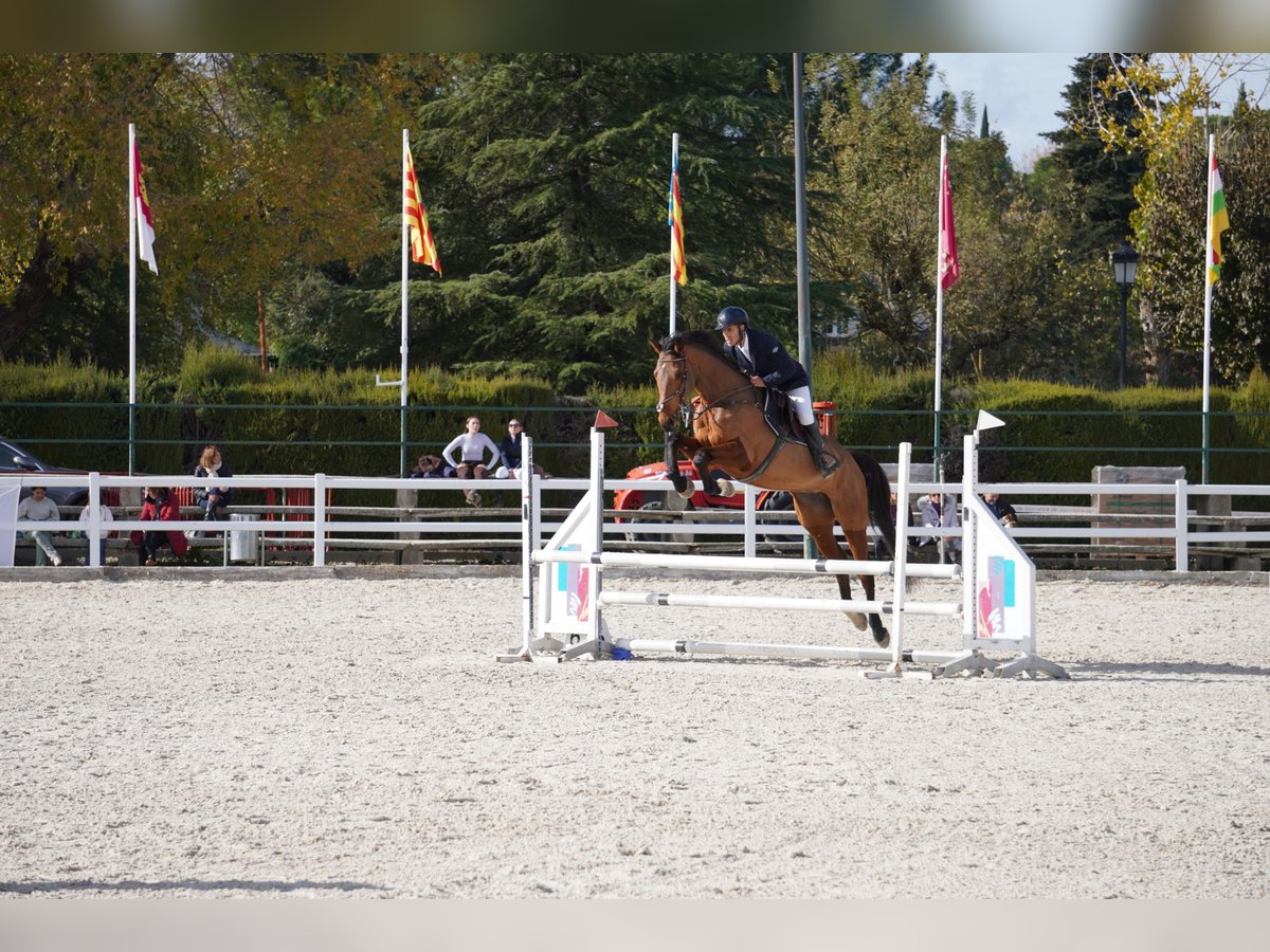 Altri cavalli a sangue caldo Giumenta 5 Anni 173 cm Baio in Alcorcon